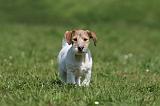 JACK RUSSEL 068